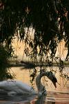 Swan in the evening dusk