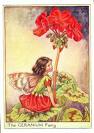 Red Geranium
Fairy
