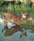 fawn drinking