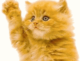 Ginger kitten say's bye bye