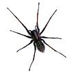 Incey Wincey
Spider