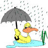 look at the little duck in the rain