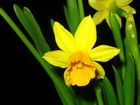 Beautiful
Daffodil