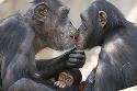 monkey monkey show us your nose. kiss kiss