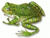 big green frog said, 