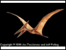 pteranod