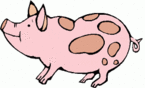 animals pig[1]