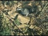badgers cave sett