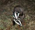 Badgers still playing