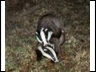 Badgers still playing