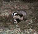 badgers playing in woods