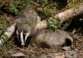 badgers with logs