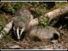 badgers with logs