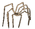 spider anim