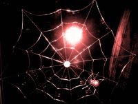 night spider's web