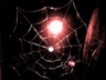night spider's web