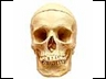 halloween skull