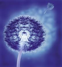 A beautiful Blue image of a Dandelion Seed Clock