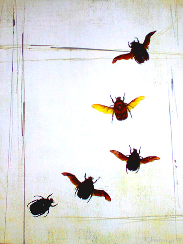 Beetles Flying