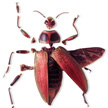 A Big Beetle