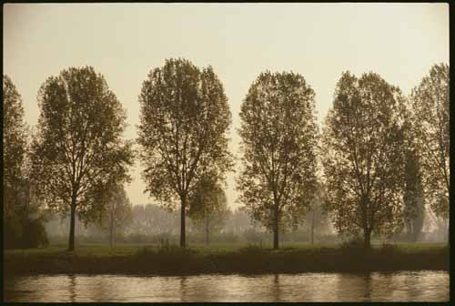Poplar trees in a row by the stream
