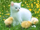 White kitten with chicks