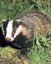 Irma the younger of the two orphaned badgers
