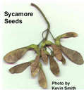 sycamore seeds and keys